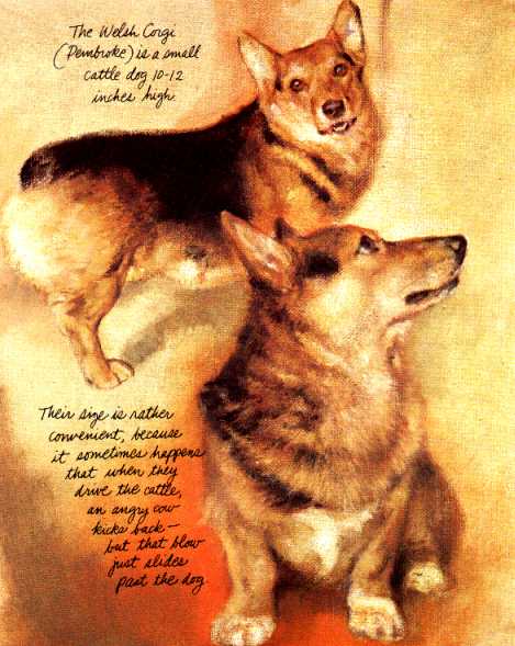 Rien Poortvliet's Dogs - The Daily Corgi